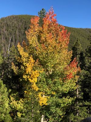Telluride - Big View - Aspen Color Change